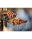 Single product thumbnail image